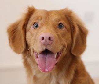 healthy dog